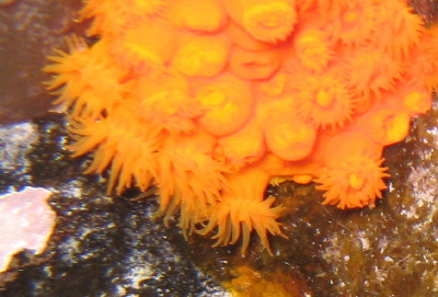Astroides calycularis